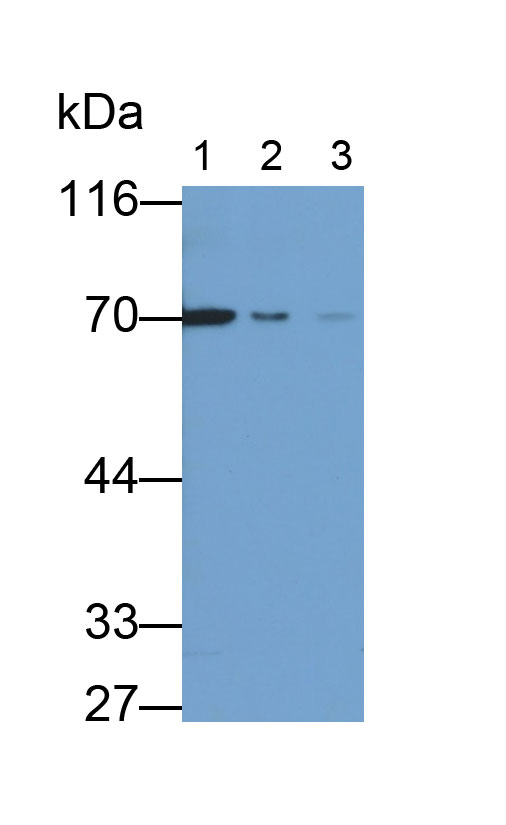 MAF548Hu28.jpg