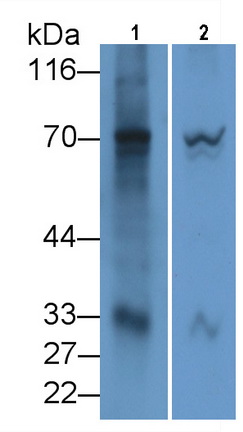 MAF689Hu22.jpg