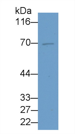 MAF709Hu24.jpg