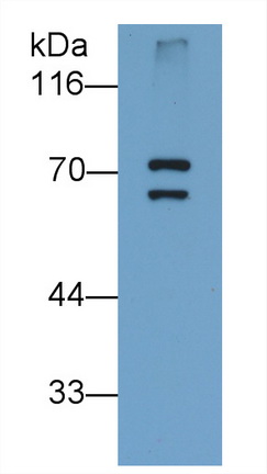 MAF710Hu21.jpg