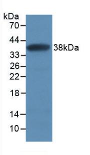 MAF880Hu21.jpg