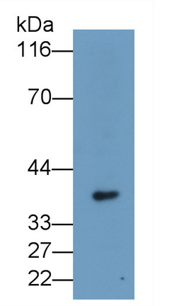 MAF913Hu21.jpg