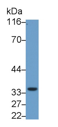 MAF913Hu22.jpg