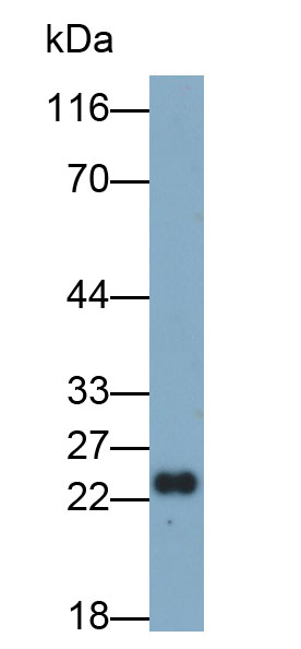 MAF945Hu21.jpg