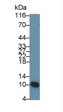 Monoclonal Antibody to Statherin (STATH)