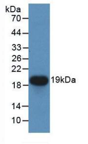 Monoclonal Antibody to Cerebral Dopamine Neurotrophic Factor (CDNF)