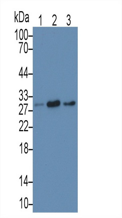 Monoclonal Antibody to Microtubule Associated Protein RP/EB Family, Member 1 (MAPRE1)