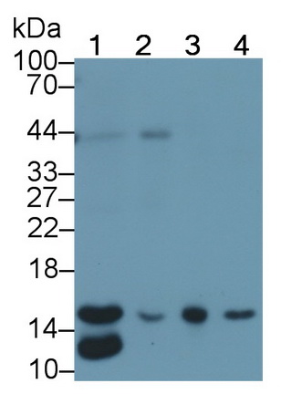 MAG674Hu22.jpg