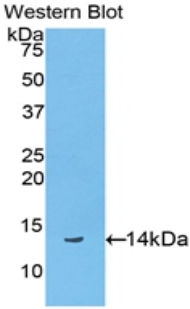 MAJ226Ra21.jpg