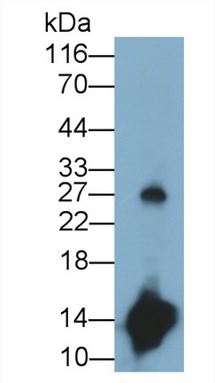 MAJ324Hu23.jpg