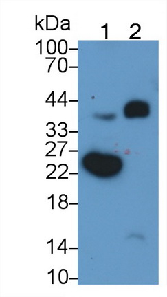 MAK170Hu22.jpg