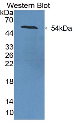 MAK477Ra21.jpg