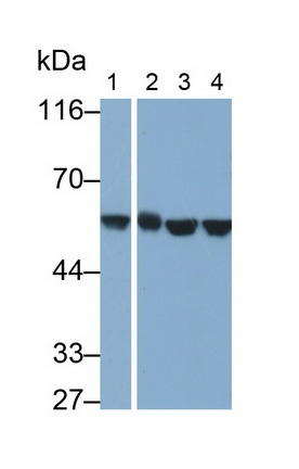 MAL292Hu21.jpg