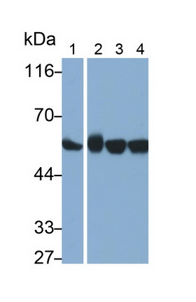 MAL292Hu25.jpg