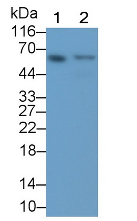 MAQ461Ra21.jpg