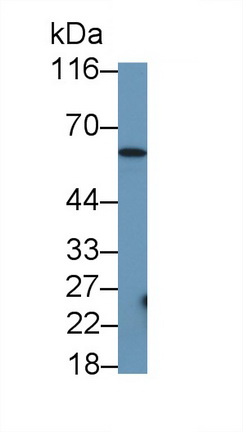 MAQ461Ra23.jpg