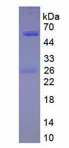 Native Immunoglobulin G4 (IgG4)