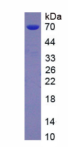 Native Bovine Serum Albumin (BSA)