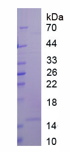 Native Cytochrome C (CYCS)