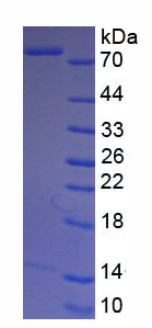 Native Lactoferrin (LTF)