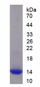 Native Hemoglobin (HB)