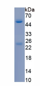 Native Immunoglobulin G2b (IgG2b)