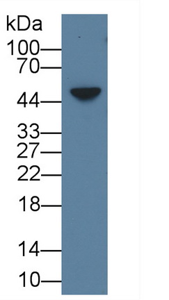 Polyclonal Antibody to Amphiregulin (AREG)