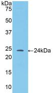 Polyclonal Antibody to Angiopoietin 1 (ANGPT1)