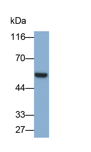 Polyclonal Antibody to Angiopoietin 1 (ANGPT1)