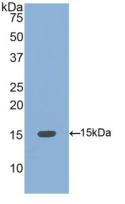 Polyclonal Antibody to Bone Morphogenetic Protein 4 (BMP4)