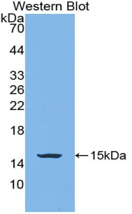 Biotin-Linked Polyclonal Antibody to Bone Morphogenetic Protein 4 (BMP4)