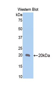 Polyclonal Antibody to Bone Morphogenetic Protein 4 (BMP4)