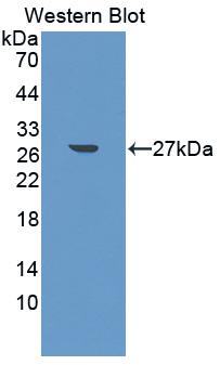 Polyclonal Antibody to Ciliary Neurotrophic Factor (CNTF)