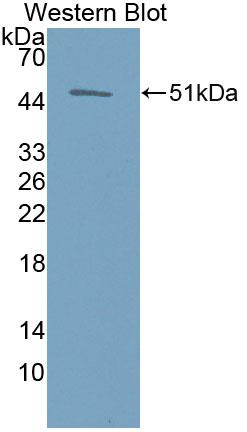 Biotin-Linked Polyclonal Antibody to Erythropoietin (EPO)