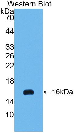 Polyclonal Antibody to Interferon Alpha (IFNa)