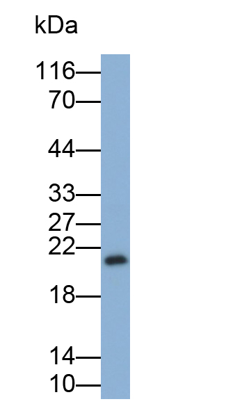 Polyclonal Antibody to Interferon Alpha (IFNa)