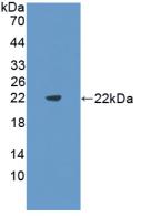 Polyclonal Antibody to FMS Like Tyrosine Kinase 3 Ligand (Flt3L)