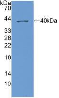 Polyclonal Antibody to Chemokine (C-X-C Motif) Ligand 1 (CXCL1)