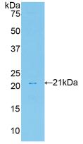 Polyclonal Antibody to Hepatocyte Growth Factor (HGF)