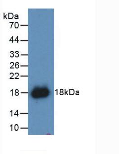 Polyclonal Antibody to Interferon Gamma (IFNg)