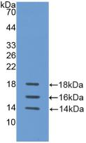 Polyclonal Antibody to Interleukin 15 (IL15)