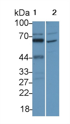 PAA062Ga01.jpg