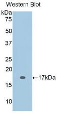 Polyclonal Antibody to Interleukin 2 (IL2)