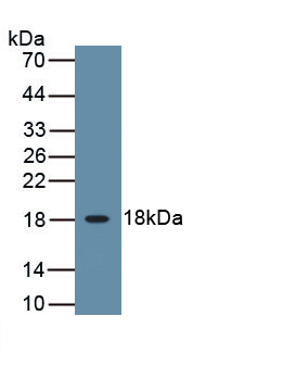 PAA076Ca01.jpg