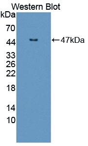 Polyclonal Antibody to Interleukin 3 (IL3)