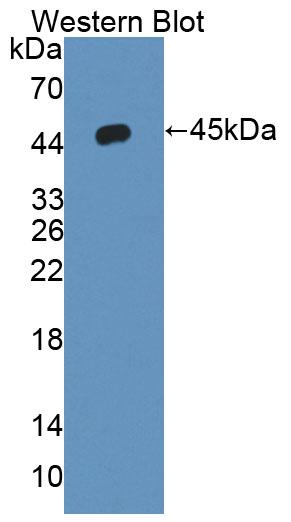 PAA076Mu02.jpg