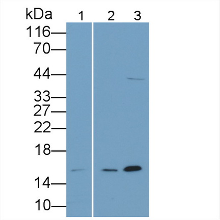 Polyclonal Antibody to Interleukin 4 (IL4)