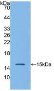 Polyclonal Antibody to Interleukin 4 (IL4)