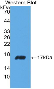 PAA078Hu01.jpg