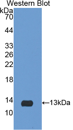 FITC-Linked Polyclonal Antibody to Interleukin 8 (IL8)